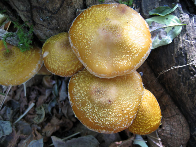 Il Genere Armillaria